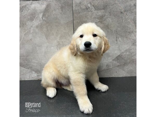 Golden Retriever Dog Male Golden 31713 Petland Frisco, Texas