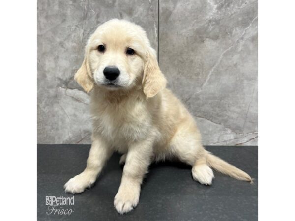 Golden Retriever Dog Male Golden 31715 Petland Frisco, Texas