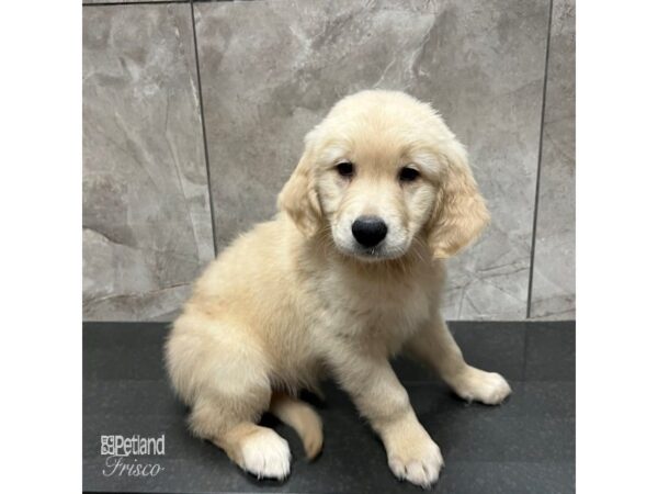 Golden Retriever Dog Female Golden 31714 Petland Frisco, Texas