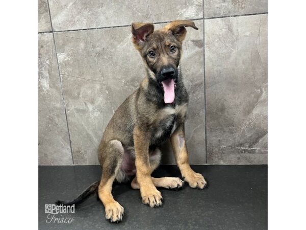 German Shepherd-Dog-Male-Black and Tan-31583-Petland Frisco & Mckinney, Texas