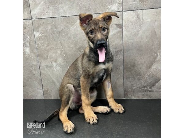 German Shepherd Dog Male Black and Tan 31583 Petland Frisco, Texas