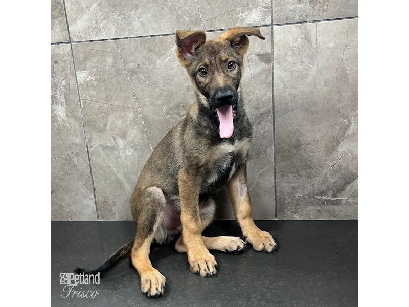 German Shepherd Dog Male Black and Tan 31583