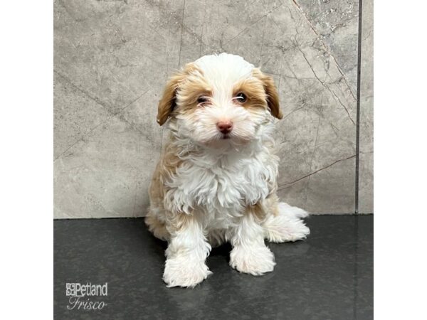 Havapoo-Dog-Female-Red / White-31739-Petland Frisco & Mckinney, Texas