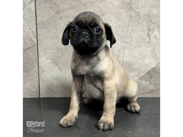 Pug Dog Male Fawn 31742 Petland Frisco, Texas