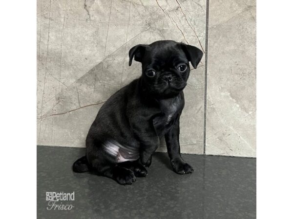 Pug Dog Female Black 31741 Petland Frisco, Texas