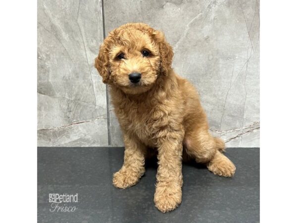Goldendoodle Mini 2nd Gen-Dog-Male-Red-31744-Petland Frisco & Mckinney, Texas