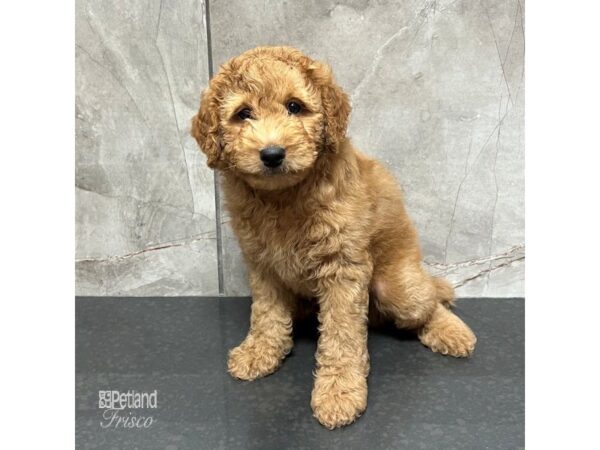 Goldendoodle Mini 2nd Gen Dog Male Red 31744 Petland Frisco, Texas