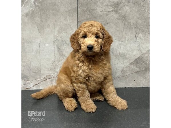 Goldendoodle Mini 2nd Gen Dog Male Red 31745 Petland Frisco, Texas