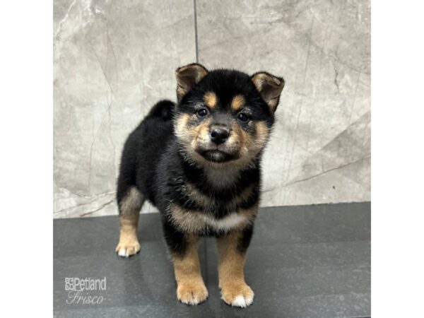 Shiba Inu-Dog-Male-Black / Tan-31733-Petland Frisco & Mckinney, Texas