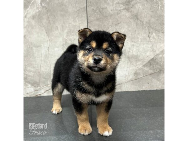 Shiba Inu Dog Male Black / Tan 31733 Petland Frisco, Texas