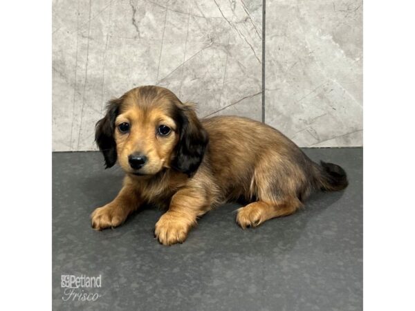 Miniature Dachshund Dog Female Red 31737 Petland Frisco, Texas