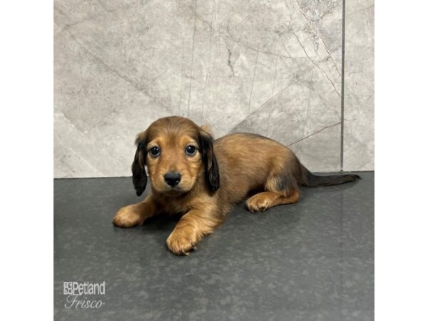 Miniature Dachshund-Dog-Male-Red-31735-Petland Frisco & Mckinney, Texas