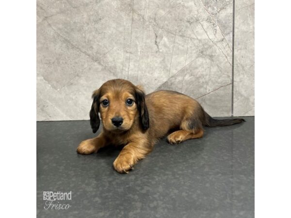 Miniature Dachshund Dog Male Red 31735 Petland Frisco, Texas