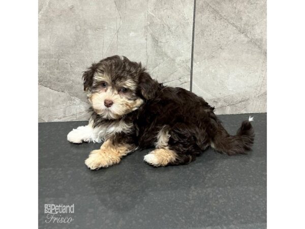 Havanese Dog Male Chocolate 31740 Petland Frisco, Texas