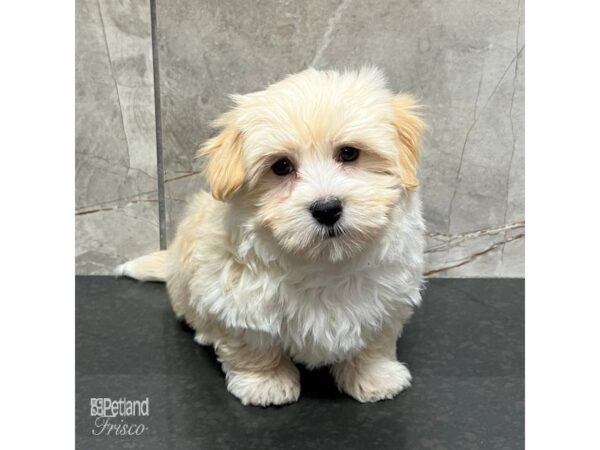 Havanese Dog Male Cream 31738 Petland Frisco, Texas