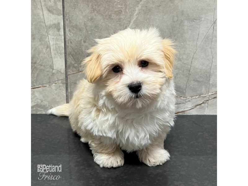 Havanese Dog Male Cream 31738