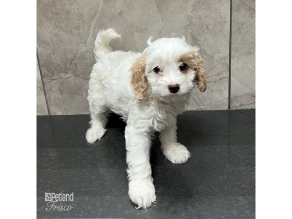 White cavapoo sale