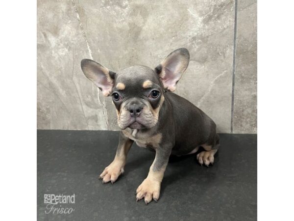 French Bulldog-Dog-Male-Blue Tan-31703-Petland Frisco, Texas