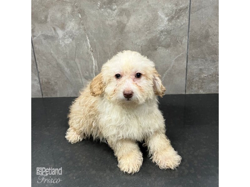 Poodle Dog Female Cream 31708