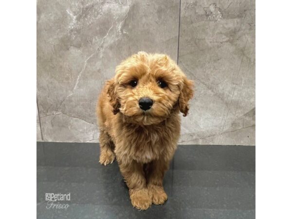 Miniature Goldendoodle F1B Dog Male Red 31705 Petland Frisco, Texas