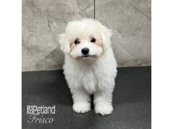 Bichon Frise Dog Female White 31743 Petland Frisco, Texas