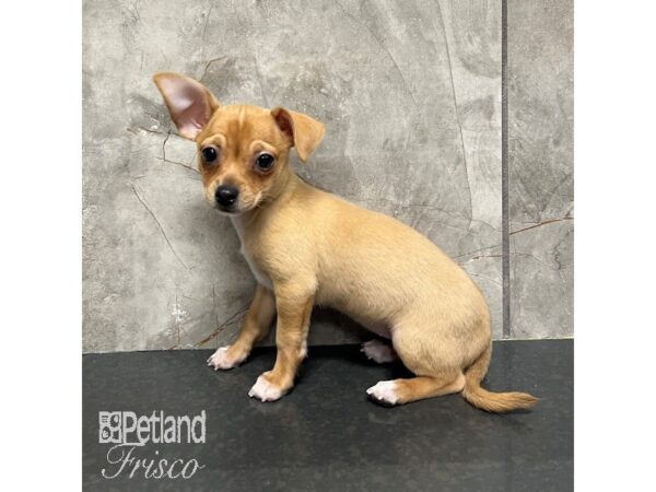 Chihuahua Dog Female Fawn 31722 Petland Frisco, Texas