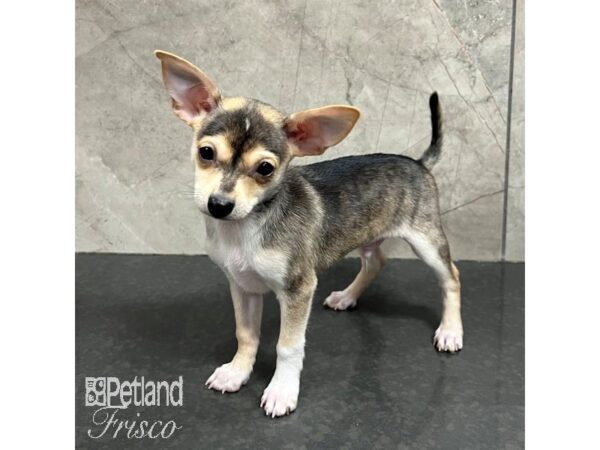 Chihuahua Dog Male Brindle 31732 Petland Frisco, Texas