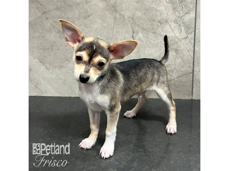 Chihuahua Dog Male Brindle 31732