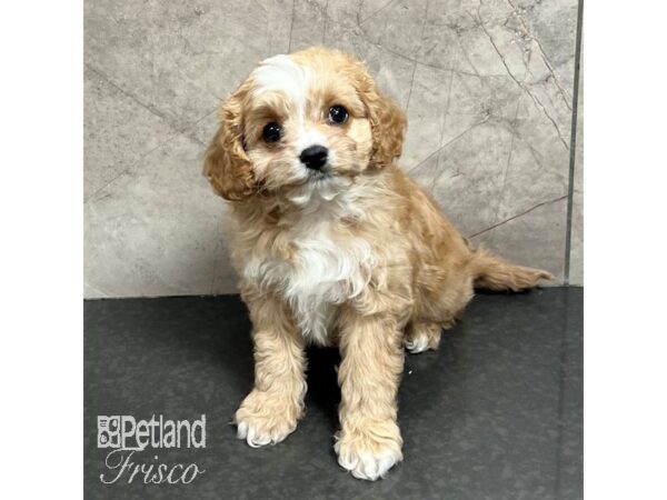 Cavapoo Dog Male Red 31734 Petland Frisco, Texas