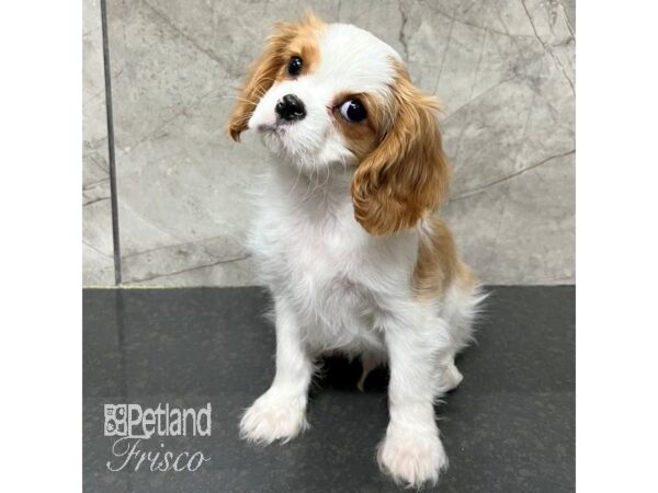 Cavalier King Charles Spaniel-Dog-Male-Blenheim-31717-Petland Frisco & Mckinney, Texas