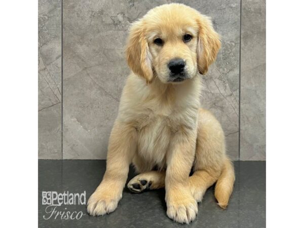 Golden Retriever Dog Female Light Gold 31706 Petland Frisco, Texas