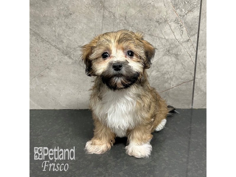 Havanese Dog Female Sable / White 31749