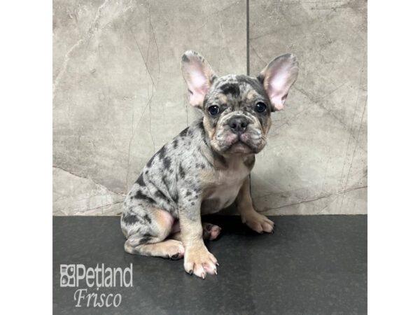 French Bulldog Dog Male Blue Merle and Tan 31754 Petland Frisco, Texas