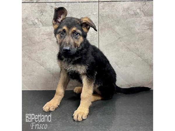 German Shepherd Dog-Dog-Male-Black / Tan-31747-Petland Frisco, Texas