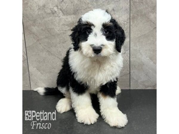 Bernedoodle Mini Dog Male Black White / Tan 31748 Petland Frisco, Texas