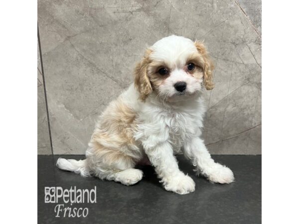 Cavachon-Dog-Male-Blenheim-31760-Petland Frisco, Texas