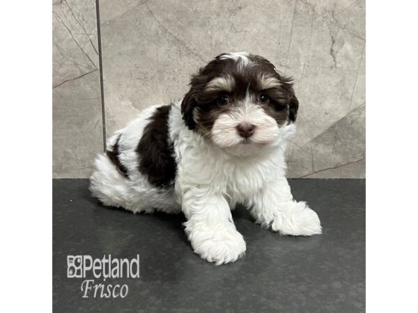 Havanese Dog Male Chocolate / White 31759 Petland Frisco, Texas