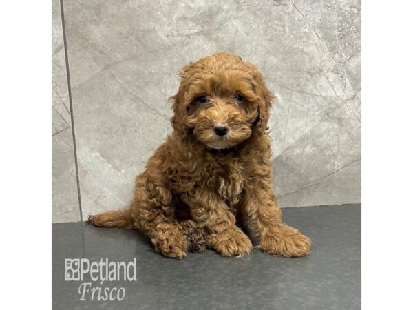 Goldendoodle Mini 2nd Gen Dog Male Red 31764 Petland Frisco, Texas