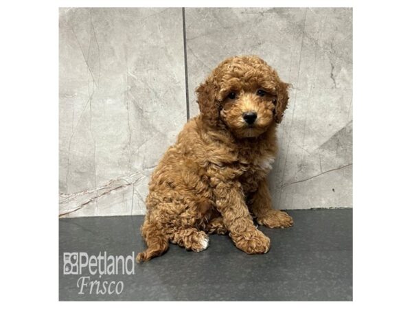 Goldendoodle Mini 2nd Gen Dog Female Red 31765 Petland Frisco, Texas