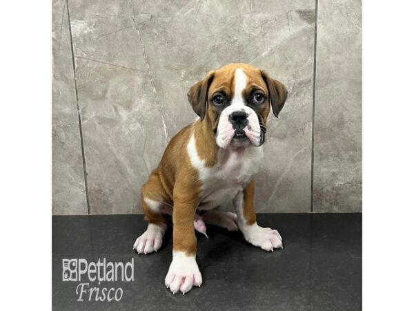 Boxer Dog Male Fawn / White 31763 Petland Frisco, Texas