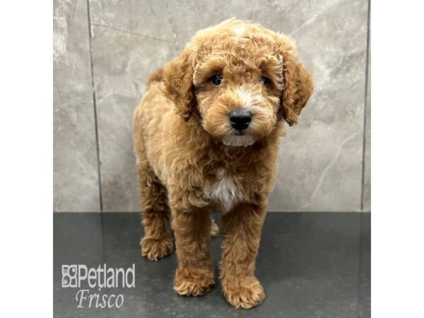 Poochon Dog Male Red 31758 Petland Frisco, Texas