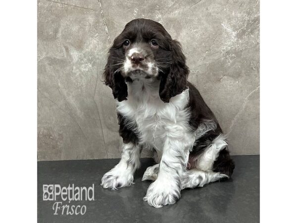 Cocker Spaniel Dog Male Chocolate / White 31755 Petland Frisco, Texas