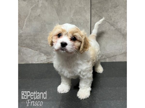 Cavachon-Dog-Female-Blenheim-31762-Petland Frisco, Texas