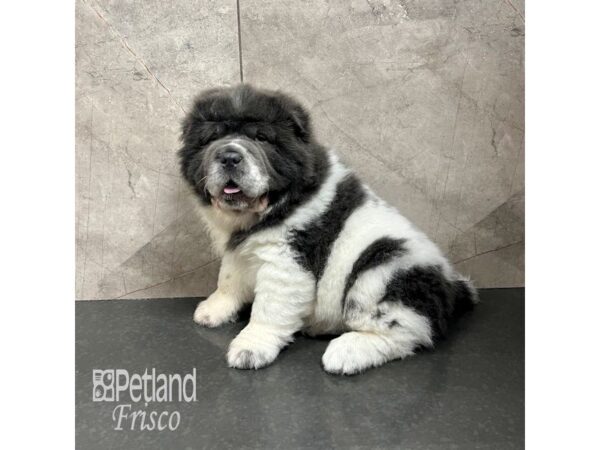 Shar Pei Dog Male Blue and White 31702 Petland Frisco, Texas