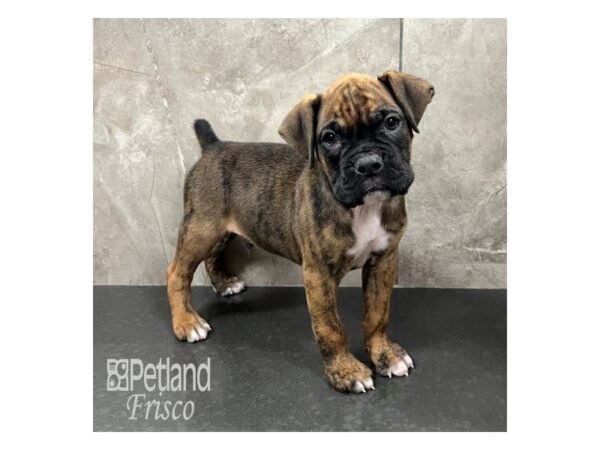 Boxer Dog Male Brindle 31783 Petland Frisco, Texas