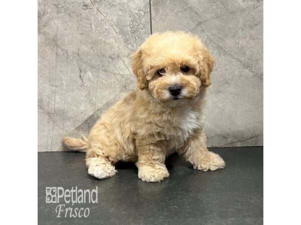 Bichapoo Dog Male Apricot 31778 Petland Frisco, Texas