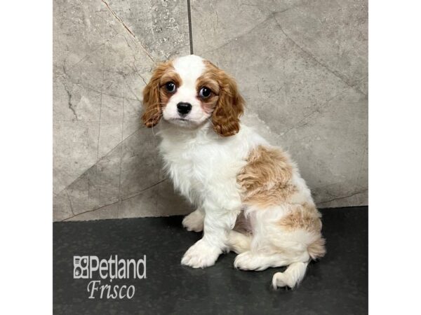 Cavalier King Charles Spaniel-Dog-Female-Blenheim-31774-Petland Frisco, Texas