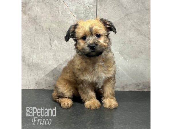 Yorkiepoo Dog Female Golden 31769 Petland Frisco, Texas