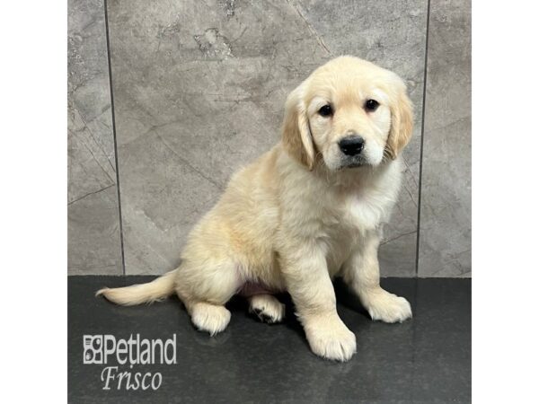 Golden Retriever Dog Female Golden 31780 Petland Frisco, Texas