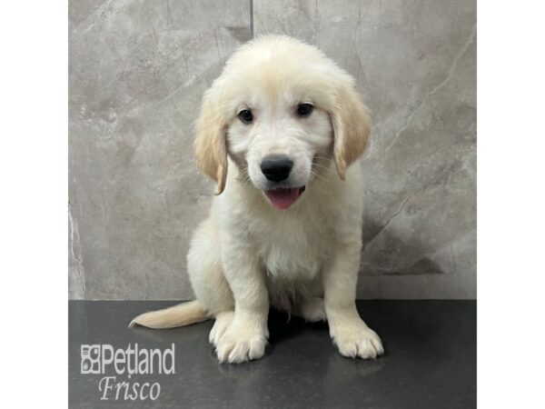 Golden Retriever-Dog-Male-Golden-31777-Petland Frisco, Texas